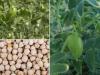 अयोध्या: कृषि विश्वविद्यालय ने मटर, चना और धान की नई प्रजाति की विकसित