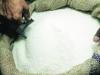 बरेली: गेहूं-चावल के साथ कार्डधारकों को मिलने लगी चीनी