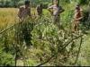 रुद्रपुर: शराब माफियों को पकड़ने गई पुलिस के हाथ लगी अवैध अफीम की खेती