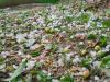 हल्द्वानी: आधा घंटे ताबड़तोड़ बरसे ओलों से फलों को नुकसान