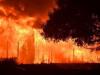 हल्द्वानी: पश्चिमी वन वृत्त में 53 दिनों में वनाग्नि की हुई 79 घटनाएं, 250 पौधे जलकर खाक