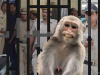हल्द्वानी: डीआईजी के सेबों को बचाने के लिए बंदरों की निगरानी करेंगे पुलिस कर्मी