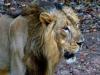 शेरों का शिकार करता कोरोना, चिड़ियाघर में कोविड-19 से एक और शेर की मौत