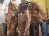 हल्द्वानी: शनि और बुध बाजार में होगा बकरों का कारोबार