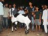 बरेली: मंदा बकरों का बाजार, सुल्तान को नहीं मिला खरीदार