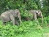 लखीमपुर खीरी: नेपाल से आए जंगली हाथी बने मुसीबत