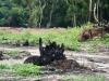 बरेली: जेलर बाग को बना दिया पेड़ों का श्मशान, दर्जनों वृक्ष जलाए