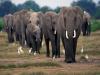 लखीमपुर खीरी: पीढ़ी दर पीढ़ी एक ही रास्ते से होकर गुजरते हैं हाथी