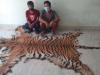 लखीमपुर खीरी: बाघ की खाल सहित दो युवक गिरफ्तार