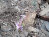 बागेश्वर: कपकोट के सुमगढ़ में बरसात बनी काल, परिवार के तीन सदस्यों की मौत, गौशाला में बंधे पशु भी जमींदोज