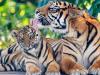 अंतरराष्ट्रीय बाघ दिवस पर सरकार ने लिया फैसला, भारत में 14 बाघ रिजर्व को सीए-टीएस मान्यता दी