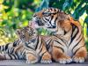 अंतरराष्ट्रीय बाघ दिवस: मोदी ने कहा- बाघों के सुरक्षित पर्यावास के लिए प्रतिबद्ध है सरकार