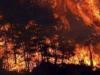 Burning Turkey: तुर्की के जंगलों में लगी आग पावर प्लांट तक पहुंची, अब तक 8 लोगों की मौत