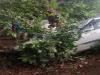 मुरादाबाद: सड़क पर अमरूद खरीद रहे युवकों को कार ने रौंदा, दो की मौत