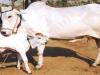बरेली: गाय को राष्ट्रीय पशु घोषित करने का मुसलमानों ने किया समर्थन