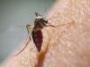 डेंगू बुखार में इनका करें सेवन तो Immune System के साथ Platelets करेंगे Improve