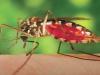 बरेली: डेंगू का संदिग्ध मिलने पर स्वास्थ्य विभाग ने जारी किया अलर्ट