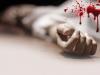 बाराबंकी: बदमाशों की मारपीट से वृद्ध महिला की मौत, तीन घायल