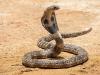 बिजनौर: पालतू कुत्ते ने कोबरा को मार कर मालिक की बचाई जान