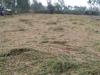 बरेली: किसान दिखे मायूस, झमाझम बारिश से खेतों में बिछ गई धान