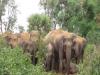 पीलीभीत: ट्रांस क्षेत्र में हाथियों की दस्तक, रौंदी किसानों की फसल