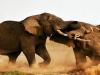 …जब गन्नों से लदी लॉरी को लेकर दो हाथियों के बीच हुआ घमासान, यातायात अवरुद्ध