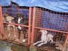 मुरादाबाद : बेसहारा कुत्तों का सहारा बना चंद्रप्रभा का ‘आशियाना’
