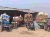 बाराबंकी: औने-पौने दामों पर धान बेचने को मजबूर किसान, जानें वजह