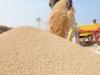बरेली: धान खरीद में हेराफेरी का खामियाजा भुगत रहे किसान