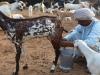 अयोध्या: डेंगू के साथ बढ़े बकरी के दूध के दाम, शहरी कर रहे ग्रामीण इलाकों का रुख