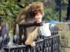 दिल्ली में अब नहीं होगी बंदरों की नसबंदी, सरकार ने किया ये खास ऐलान…