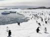 बढ़ती मानवीय गतिविधियों के बीच अंटार्कटिका की संवेदनशील पारिस्थितिकी को गैर देशी प्रजातियों से खतरा