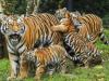 2021 में देश में 126 बाघों की हुई मौत, मध्‍य प्रदेश में सर्वाधिक जानें गईं
