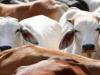 लखीमपुर-खीरी: पशु की मिलीं हड्डियां, गोकशी की आशंका