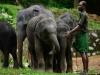 केरल उच्च न्यायालय ने हाथी पुनर्वास केंद्र के निरीक्षण के लिए नियुक्त किया न्याय मित्र