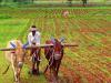रायबरेली: सहकारी केंद्रों पर डीएपी का संकट, किसान परेशान