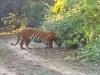 टाइगर रिजर्व में भ्रमण के लिए आने वाले पर्यटक बाघ और तेंदुए देख हो रहे रोमांचित, देखें…