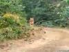 बहराइच: गेरुआ नदी के निकट मार्ग पर चहलकदमी करता दिखा शेर, मोबाइल में कैद चित्र