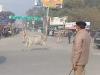 बरेली: गृहमंत्री के काफिले के आगे दौड़ी गाय, मची अफरा-तफरी