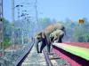 158 हाथियों की मौत का कारण बनी देश की रेलगाड़ियां…