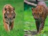 हल्द्वानी: तीन लोगों की मौत का कारण बाघ या तेंदुआ ?