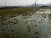 रायबरेली: हजारों बीघे फसल में घुसा एनटीपीसी ऐश पांड का पानी, सिर पकड़ने को मजबूर किसान