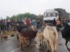 सीतापुर: किसान यूनियन ने गोवंशों को खड़ाकर हाइवे किया जाम, आश्वासन के बाद माने किसान