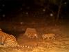 राजस्थान: सरिस्का बाघ अभ्यारण के पास जंगल में तीन पैंथरों का शिकार, कई लोग हिरासत में