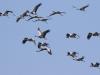  सैकड़ों प्रवासी पक्षियों की अचानक मौत बनी चिंता का विषय