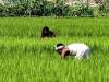 अयोध्या: किसान सम्मान निधि में फर्जीवाड़ा रोकने के लिए अब लगेगा राशन कार्ड