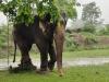 बहराइच: आंबा गांव में हाथी  ने फसल को पहुंचाया नुकसान, ग्रामीण हुए परेशान…