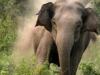 ऋषिकेश: हाथी ने साधु को कुचलकर मार डाला, दो साधुओं ने भागकर बचाई जान
