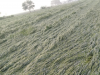 लखीमपुर-खीरी: तेज आंधी और ओलावृष्टि से फसलों को हुआ भारी नुकसान