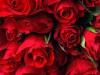 Valentine Week: प्यार भरी Shayari और Messages से करें अपने ROSE Day की शुरुआत